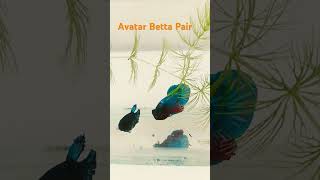 Avatar Betta Fish [upl. by Peppie]