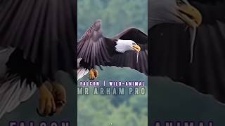 Falcon  WildLife falcon mrarhampro subscribe ytshorts viralshorts [upl. by Kneeland]