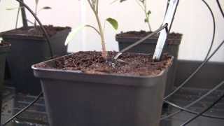 Water drip irrigation with electronic pump  Tomato plants [upl. by Abas]