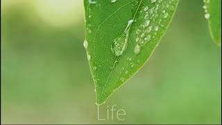 Life ｜Water【公式】 [upl. by Mccarthy331]