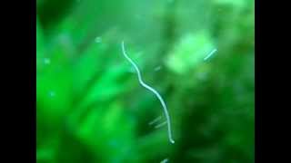 Nematoda in aquarium [upl. by Fugazy]