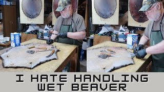 Handling Wet Beaver [upl. by Lienahs258]