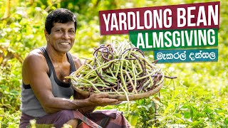 මෑකරල් මෙහෙ රසට හදලා මෙහෙම බෙදලා තියනවද Long Bean Spicy Curry Cooking In Village [upl. by Lightman]