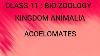 Acoelomates  Kingdom Animalia  Class 11  Bio Zoology  Tamil [upl. by Lekim632]