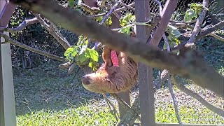 A two toed sloth in care at the clinic is outside for a while  021024  SlothTV via exploreorg [upl. by Evars637]