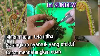 cara perbanyak drosera filiformis sebagai pengendali nyamuk di musim hujan [upl. by Enuj]