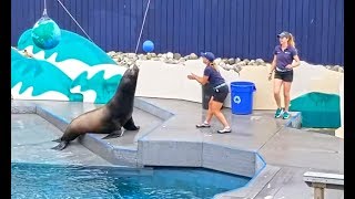 Sea Lions at the New York Aquarium Coney Island Brooklyn NY [upl. by Esile693]