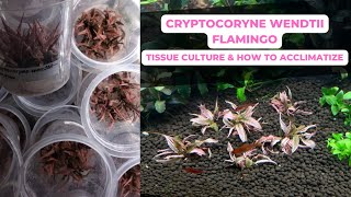 Cryptocoryne Sp Flamingo  Tissue Culture Plant and how to acclimatize it [upl. by Ellerud]