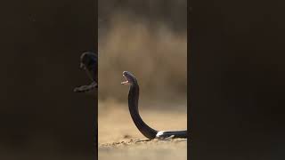 Spitting Cobra in Slow Motion [upl. by Anidam]