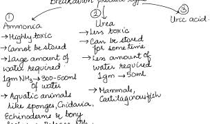 AMMONOTELISM UREOTELISM AND URICOTELISM HUMAN PHYSIOLOGY CH19 PART 2 ISCCBSE 11 [upl. by Biebel]