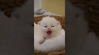 Cute Cats 🥰😻😻💕 cute cats catshorts kitten dailypets meow catsofhorts shorts [upl. by Adeuga474]