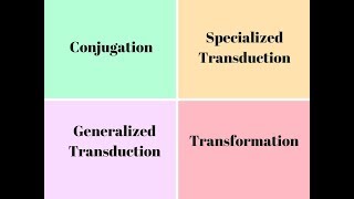 Genetic Recombination  How to Study Microbiology [upl. by Avelin]