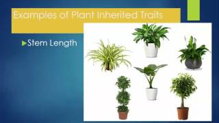 Lesson 2 Plant Inherited Traits [upl. by Narmis521]