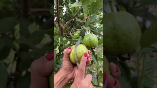 Jambu kristal putih fruit [upl. by Novikoff355]