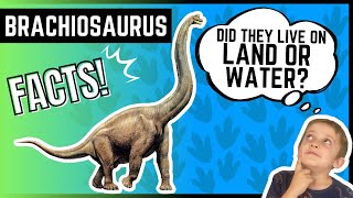 BRACHIOSAURUS  Educational Dinosaur FUN Facts FOR KIDS [upl. by Joli106]