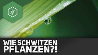 Transpiration Wie schwitzen Pflanzen [upl. by Quiteria98]