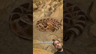 How Rattlesnake’s 🐍 make Rattling sound youtubeshorts mrbrownreacts shorts [upl. by Ettolrahs]