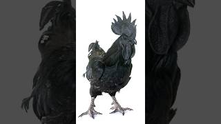 Ayam Cemani  Rare All Black Pricey Elegant Chicken [upl. by Terrab]