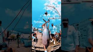 ANGLERS heaviest bigeye tuna was 1742 3 yellows at 2134 yellowfin at 904 and Mahi at 272 pounds [upl. by Ocirrej]