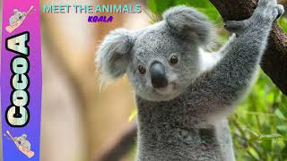 Meet the Animals  Koalas  The Sleepy TreeDwellers 🐨 🐨 [upl. by Rhonda]