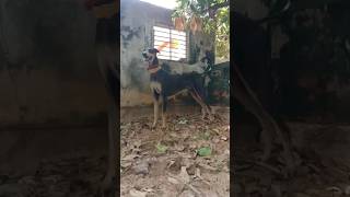 Best Indian Dog Breeds ❤️ shorts indianbreed trendingvideo dogbreed viralshorts indiantop [upl. by Enohs]