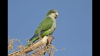 la visita de las catitas  cotorrita verdigrís en el manzano [upl. by Roe]