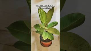 Indoor plants home decoration shortsindoorplants homedecor plantlover plantsvirallovenature [upl. by Atiugram783]