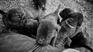 Mastiff Guard Dog Puppies 4 Weeks [upl. by Maighdlin639]