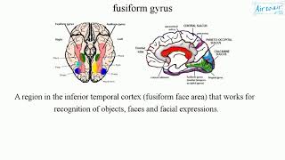 fusiform gyrus [upl. by Ulah618]