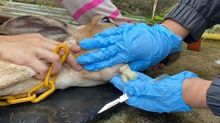 Caseous Lymphadenitis CLA treatment for Sheep  Goat [upl. by Monique829]