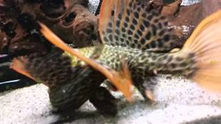 My pleco l114l128l190 [upl. by Ecnarepmet]