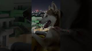 Tijuana at night 🌙 funnyhusky tijuana [upl. by Namzzaj]