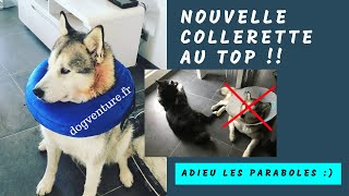 CHIEN Nouvelle collerette pour chien et chat [upl. by Melar546]