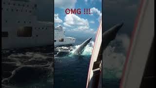 FLASH NEWS Angry Jumbo Whale Shark destroyed Two Ships in the middle of the Atlantic Ocean [upl. by Ansell]