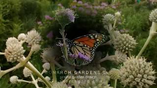 Rattlesnake Master Profile [upl. by Dickinson716]