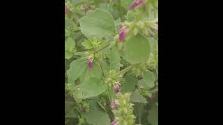 Honey bee enjoying Anisomeles indica FlowerIndian CatmintLottoChokoAdyant nature viralshort [upl. by Ecargyram981]