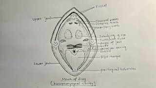 How to draw mouth of frog  buccopharyngeal cavity of frog [upl. by Grazia]