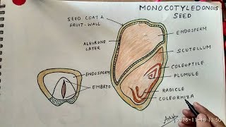 How to Draw Monocotyledon Seed [upl. by Neufer]