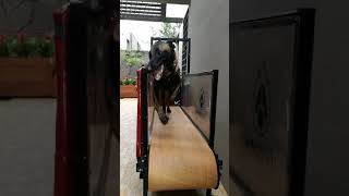 Belgian Mallionois working on Firepaw Dog Treadmill in Hong Kong [upl. by Nylrats]