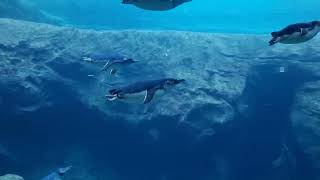 Taronga Zoo Sydney Swimming Penguins AU [upl. by Cochard]