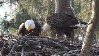 What happens when humans destroy eagle nest Example from Auburn Alabama Nest Destruction [upl. by Sesiom166]