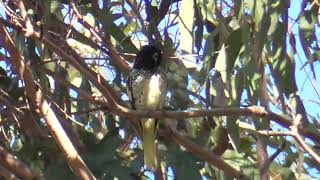 Regent honeyeater  more footage [upl. by Territus975]