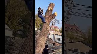 Cutting big tree process [upl. by Cence]