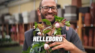 Helleboro come si coltiva la pianta che fiorisce in inverno Rosa di Natale [upl. by Helas]