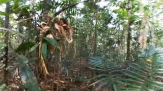 360 Video Walk through the Daintree Rainforest [upl. by Gerrie57]