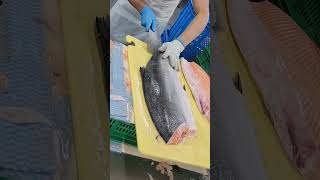 filleting salmon in one minute fypシ゚viral fiscutting cuttingskils [upl. by Hayidah]