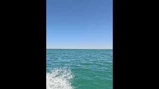 Ningaloo Coast pt 1 shorts fishing squid squidding [upl. by Fillian]