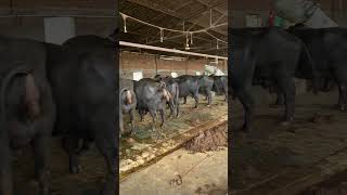 SARDAR DAIRY FARM🐄Jaito📍 cow buffalo farming dairyfarm dairy business sidhumoosewala [upl. by Ahteres]