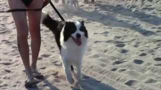 Dog Beach  La spiaggia dei cani è a SOTTOMARINA allINDIGA [upl. by Neit18]