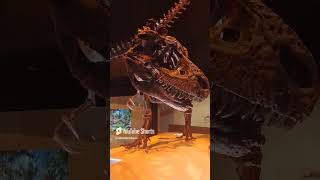 What makes this particular Gorgosaurus a relative of TRex special at the HMNS [upl. by Neraa]